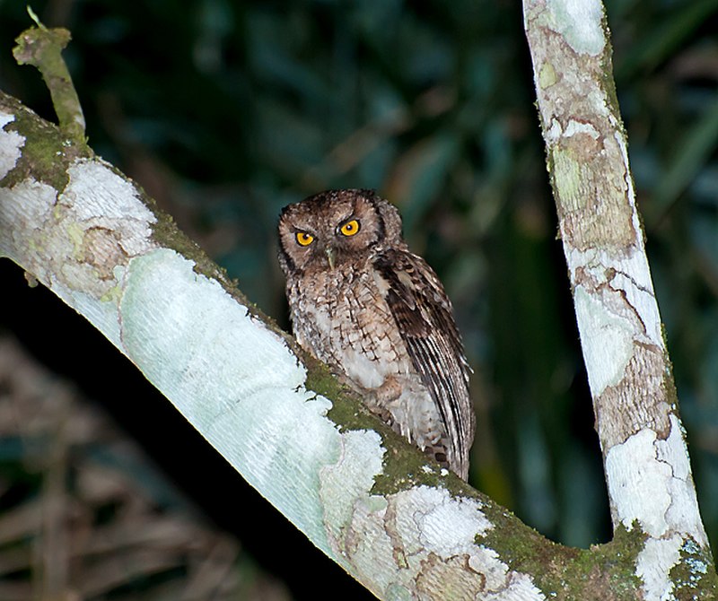 Black-capped Screech-Owl (Megascops atricapilla) photo