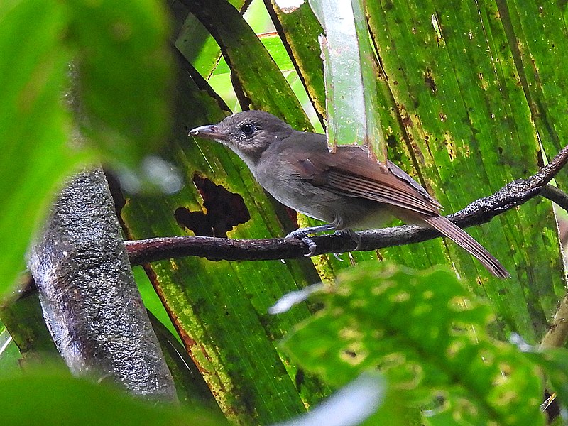Sangihe Whistler (Coracornis sanghirensis) photo