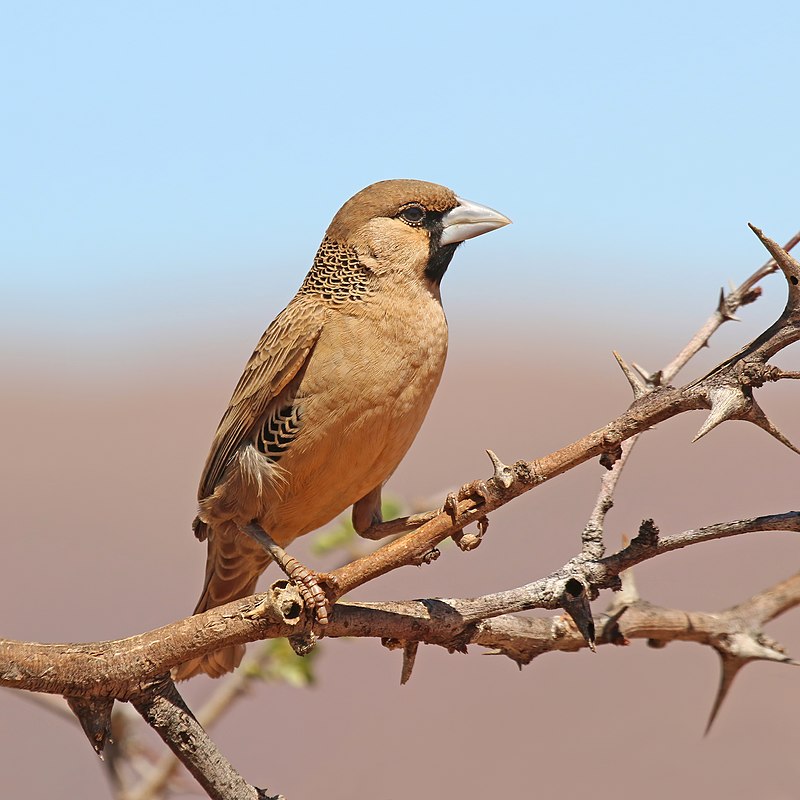 Sociable Weaver (Philetairus socius) photo