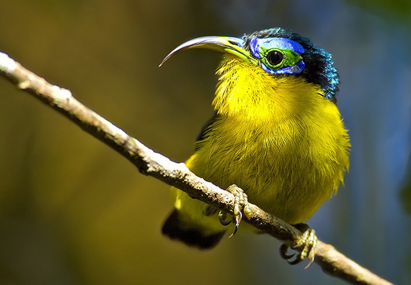 Yellow-bellied Sunbird-Asity (Neodrepanis hypoxantha) photo