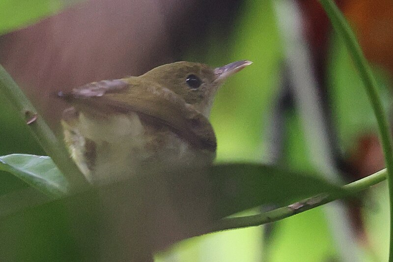 Pale-billed Scrubwren (Aethomyias spilodera) photo