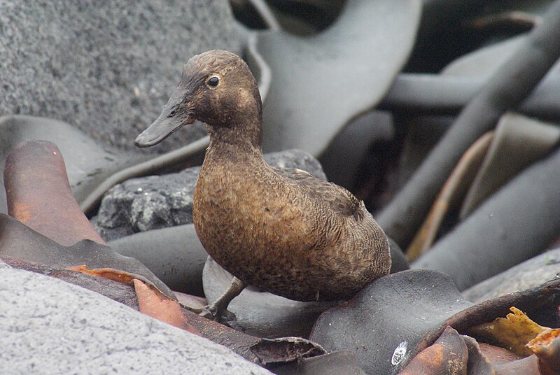 Auckland Islands Teal (Anas aucklandica) photo