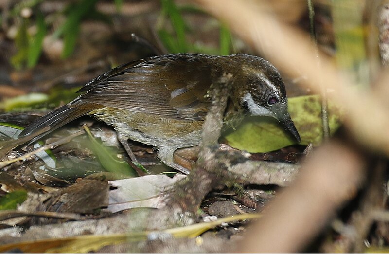 Fernwren (Oreoscopus gutturalis) photo