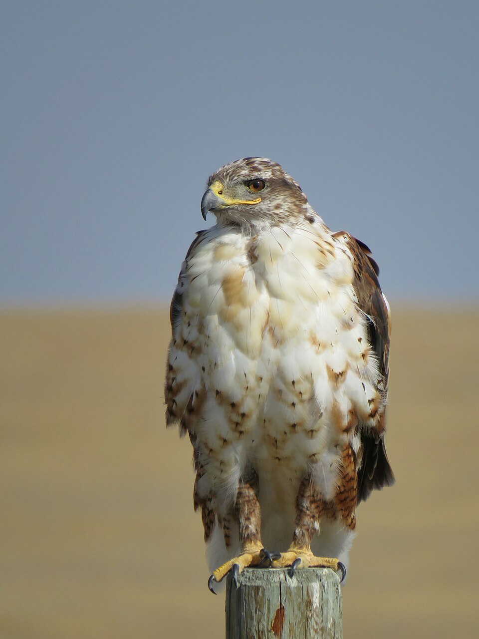Ferruginous Hawk (Buteo regalis)