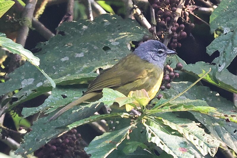 Kikuyu Mountain Greenbul (Arizelocichla kikuyuensis) photo