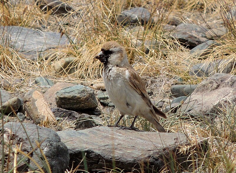 Pere David's Snowfinch (Pyrgilauda davidiana) photo