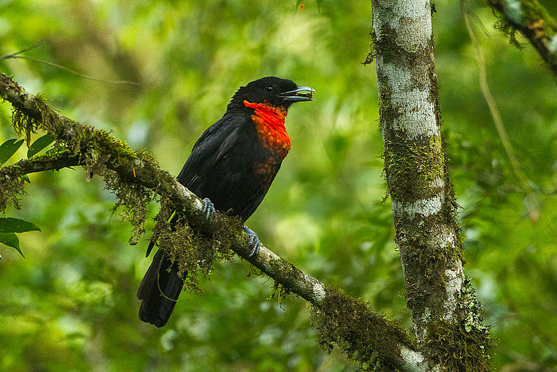 Red-ruffed Fruitcrow (Pyroderus scutatus) photo