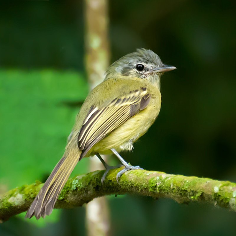 Yellow-olive Flatbill (Tolmomyias sulphurescens) photo
