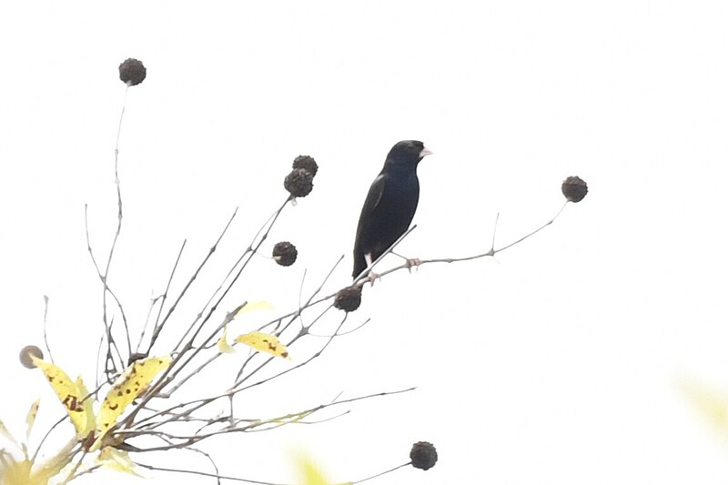 Wilson's Indigobird (Vidua wilsoni) photo