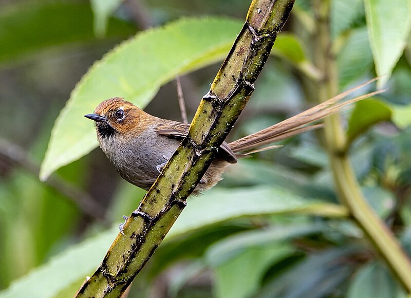 Black-throated Thistletail (Asthenes harterti) photo
