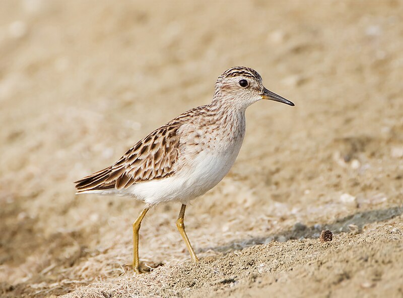 Long-toed Stint (Calidris subminuta) photo