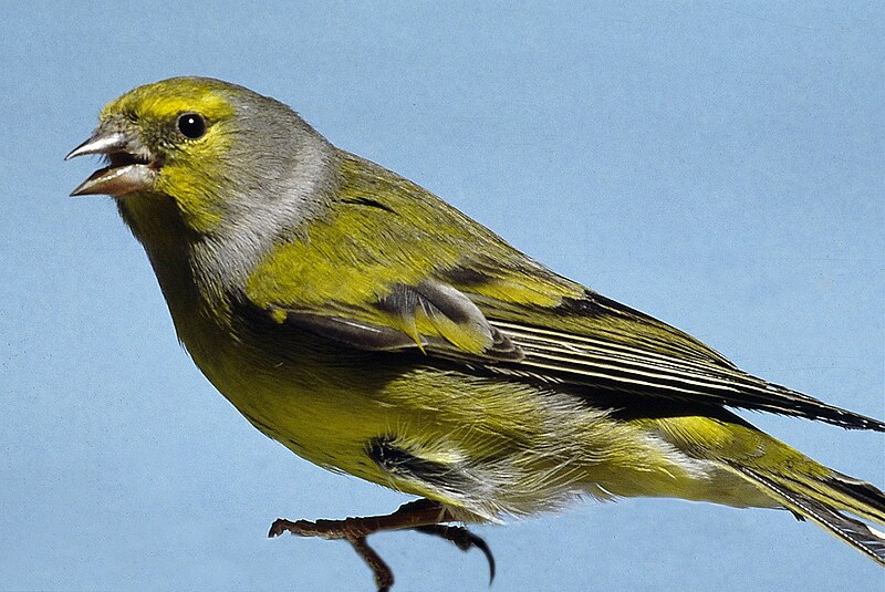 Citril Finch (Carduelis citrinella) photo