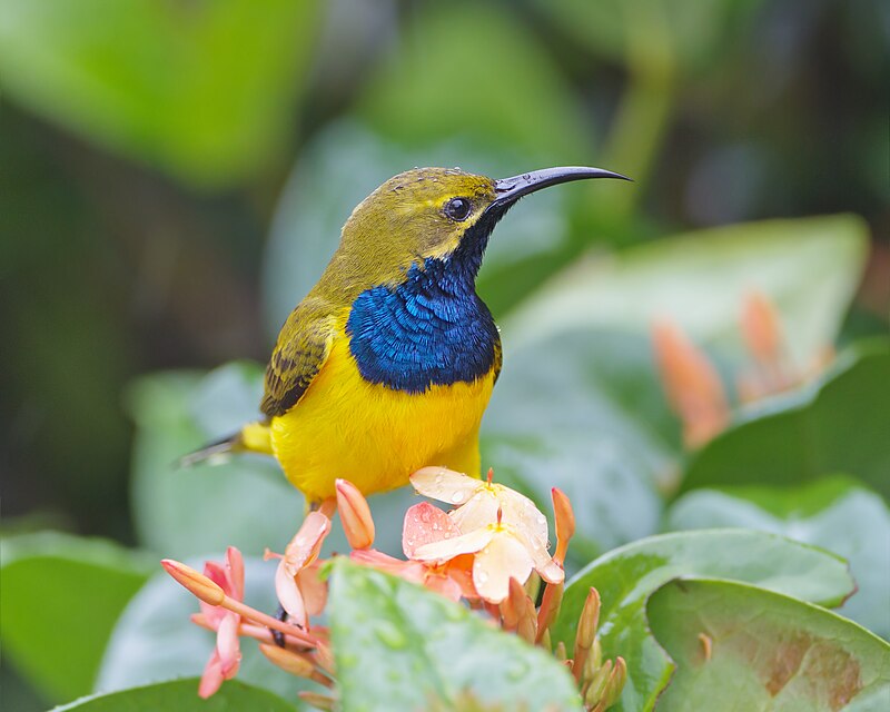Sahul Sunbird (Cinnyris frenatus) photo