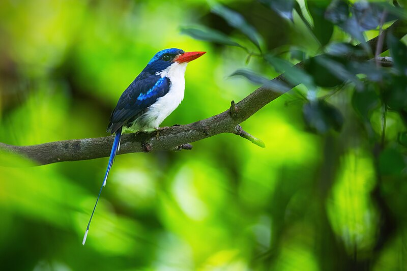 Common Paradise-Kingfisher (Tanysiptera galatea) photo