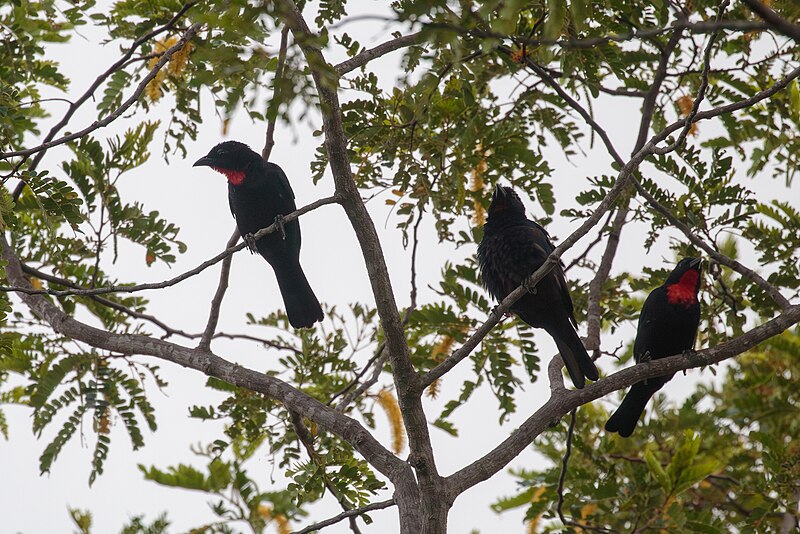 Scarlet-throated Tanager (Compsothraupis loricata) photo