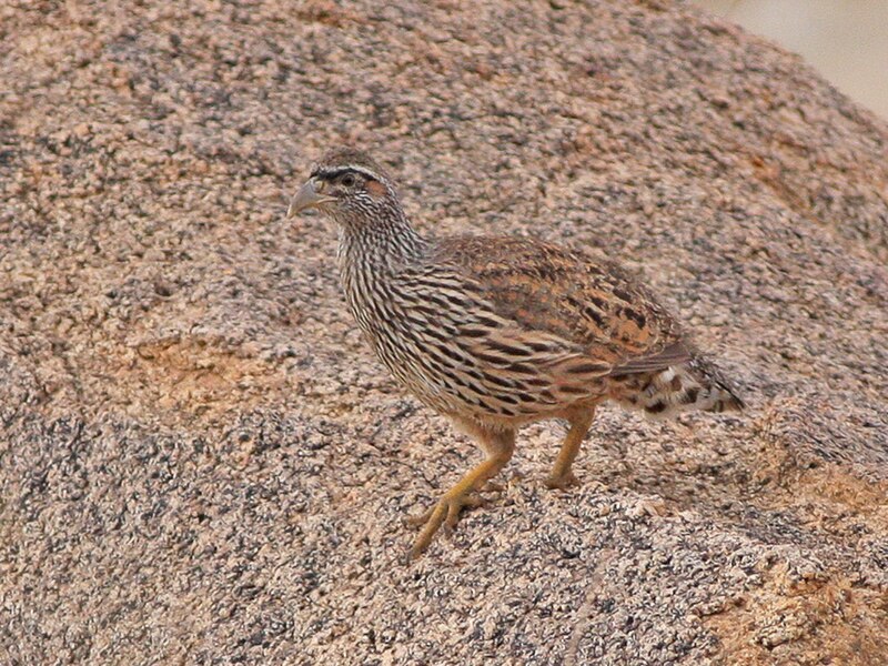 Hartlaub's Spurfowl (Pternistis hartlaubi) photo