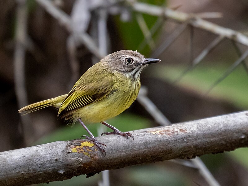 Stripe-necked Tody-Tyrant (Hemitriccus striaticollis) photo
