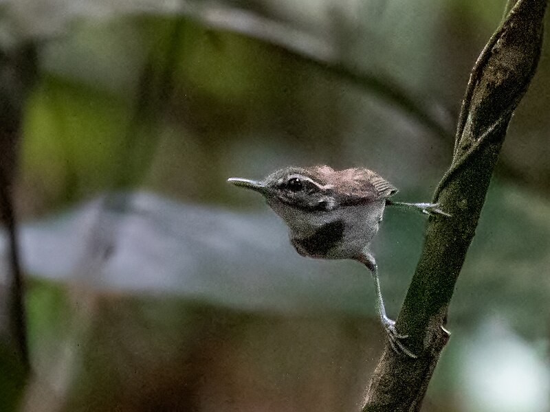 Collared Gnatwren (Microbates collaris) photo