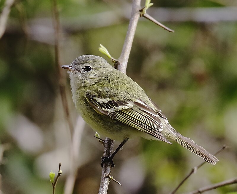 Reiser's Tyrannulet (Phyllomyias reiseri) photo