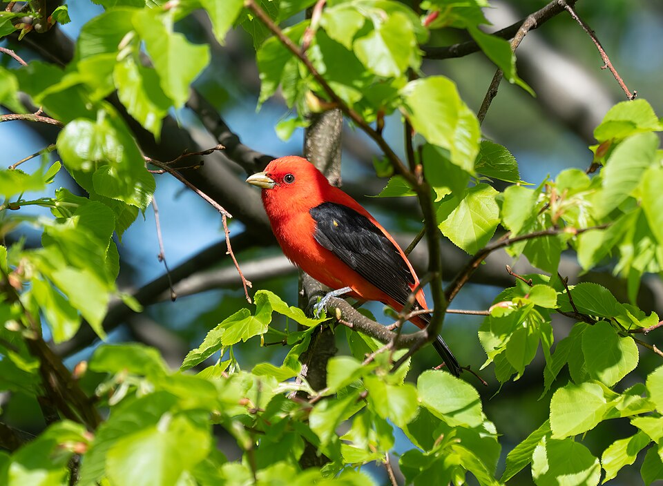 Scarlet Tanager (Piranga olivacea)