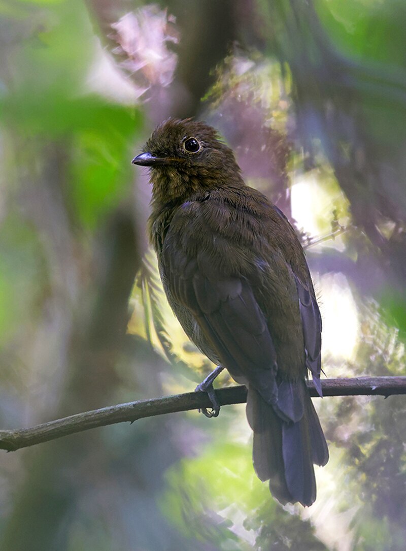 Foothill Schiffornis (Schiffornis aenea) photo