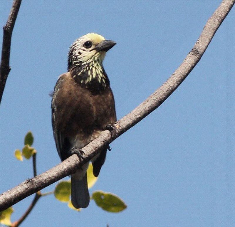 Anchieta's Barbet (Stactolaema anchietae) photo