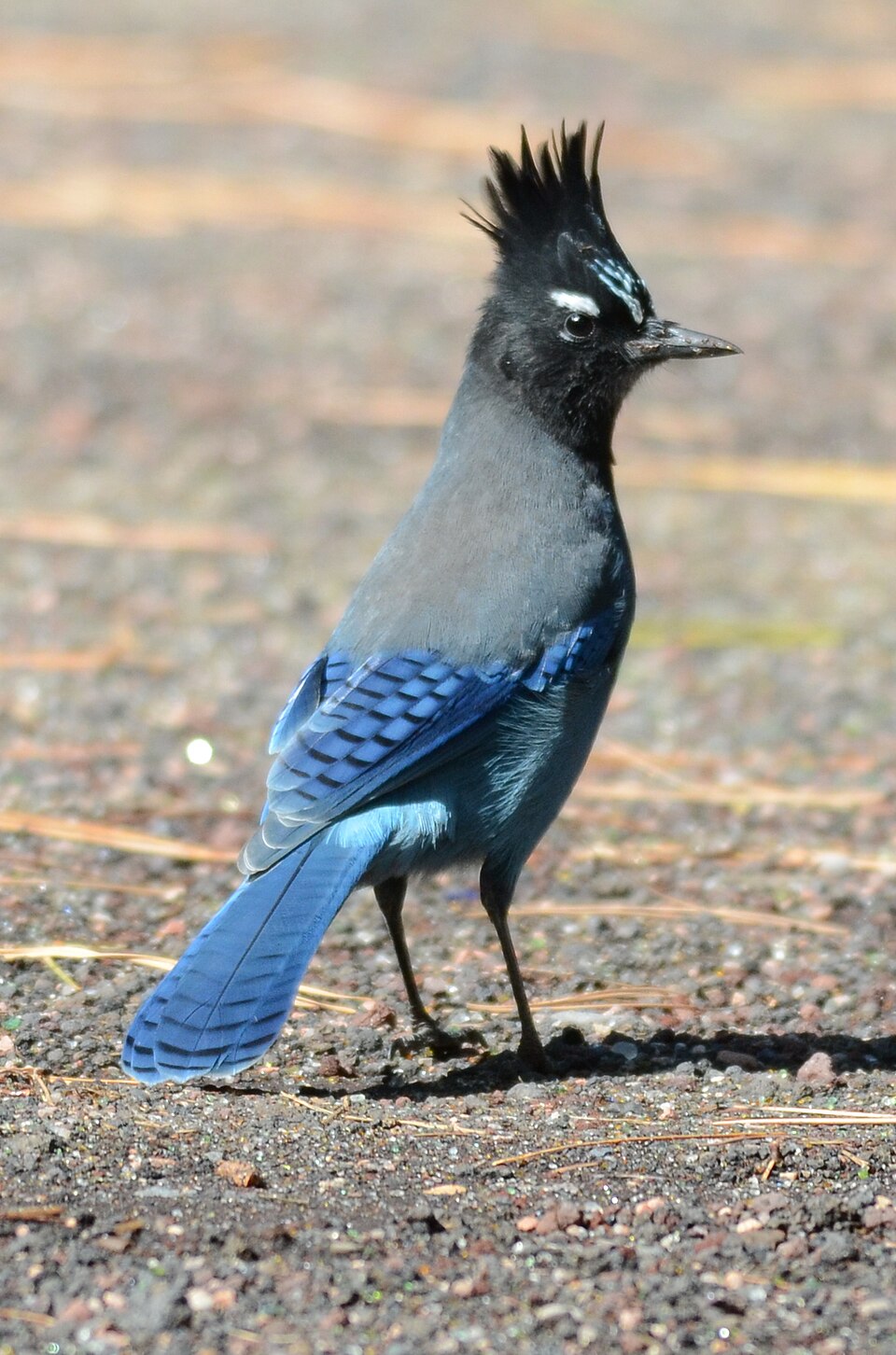 Steller's Jay (Cyanocitta stelleri)