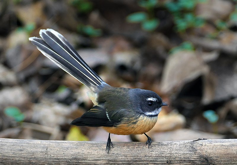 New Zealand Fantail (Rhipidura fuliginosa) photo