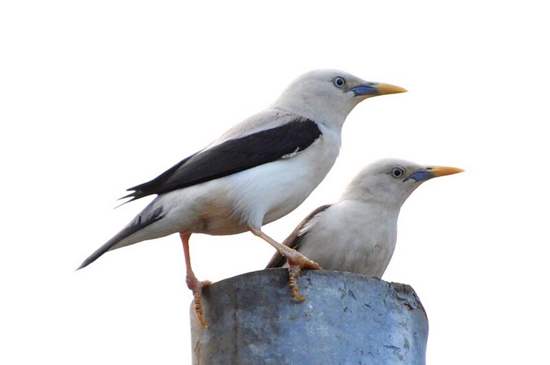White-headed Starling (Sturnia erythropygia) photo