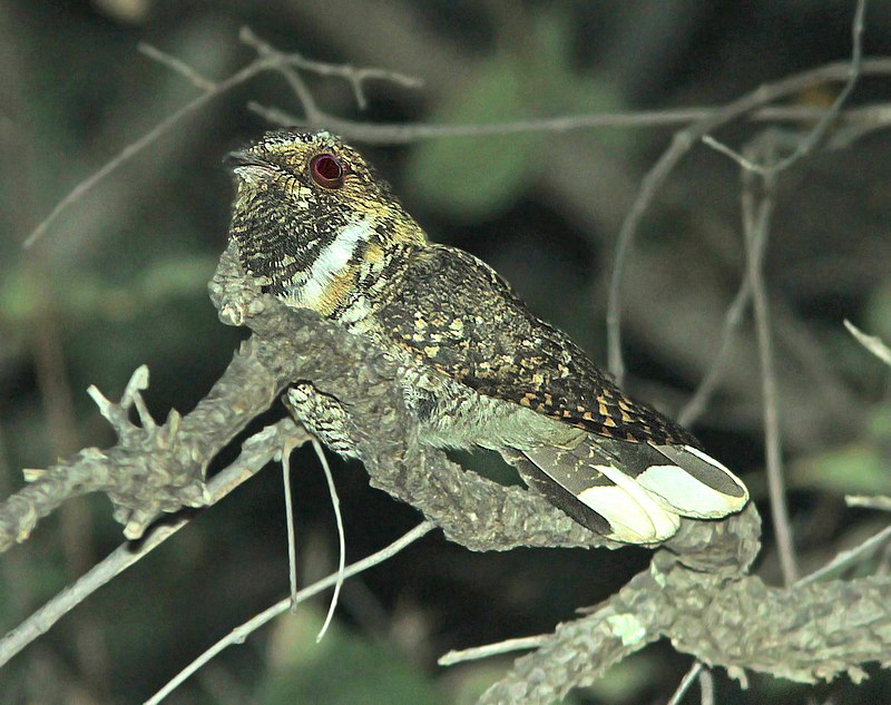 Mexican Whip-poor-will (Antrostomus arizonae) photo