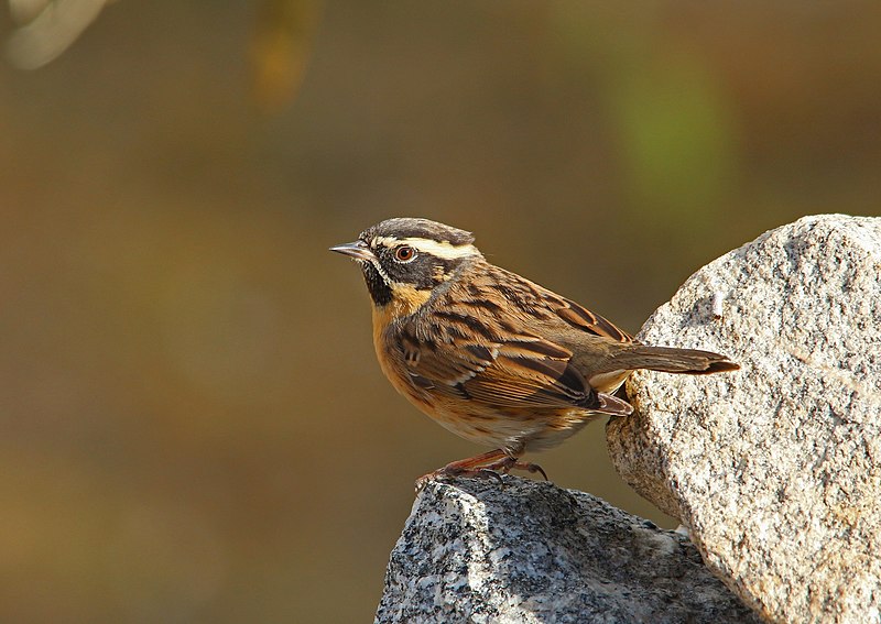 Black-throated Accentor (Prunella atrogularis) photo