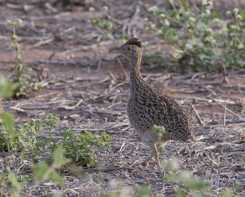 Brushland Tinamou (Nothoprocta cinerascens) photo