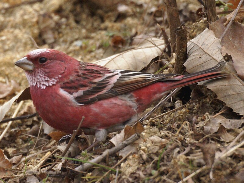 Pallas's Rosefinch (Carpodacus roseus) photo