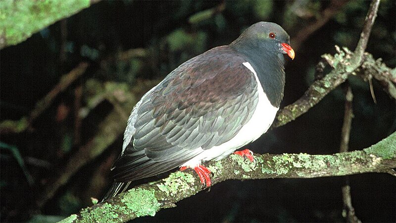 Chatham Islands Pigeon (Hemiphaga chathamensis) photo