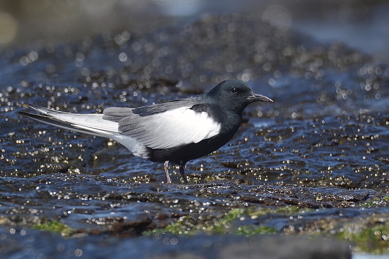 White-winged Tern (Chlidonias leucopterus) photo