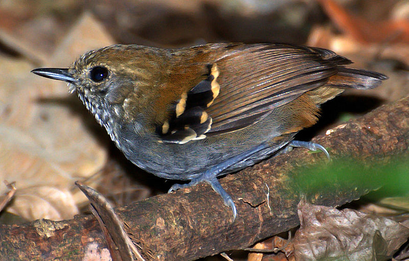 Star-throated Antwren (Rhopias gularis) photo