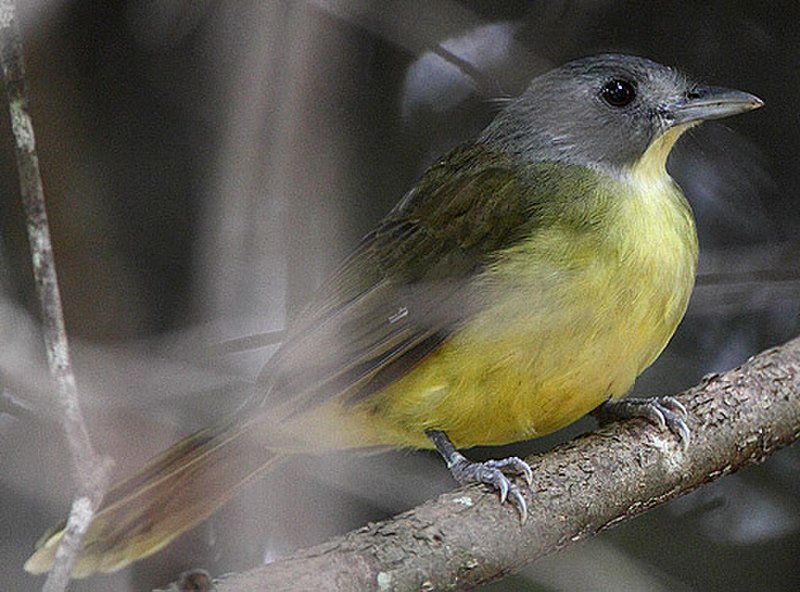 Gray-headed Bristlebill (Bleda canicapillus) photo