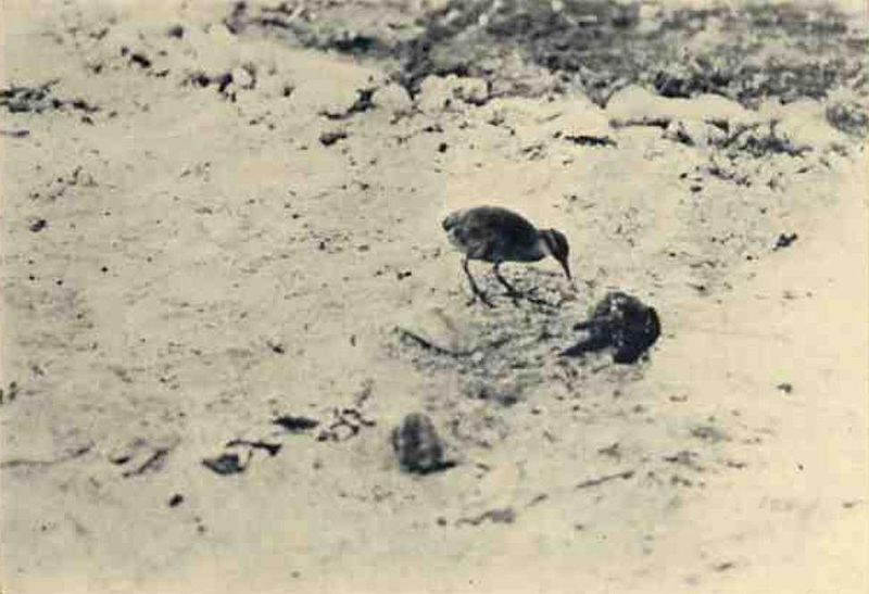 Wake Island Rail (Gallirallus wakensis) photo