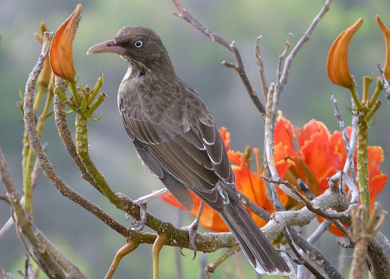 Pearly-eyed Thrasher (Margarops fuscatus) photo