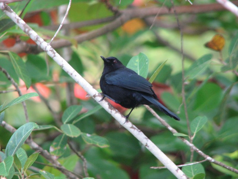 Black Catbird (Melanoptila glabrirostris) photo
