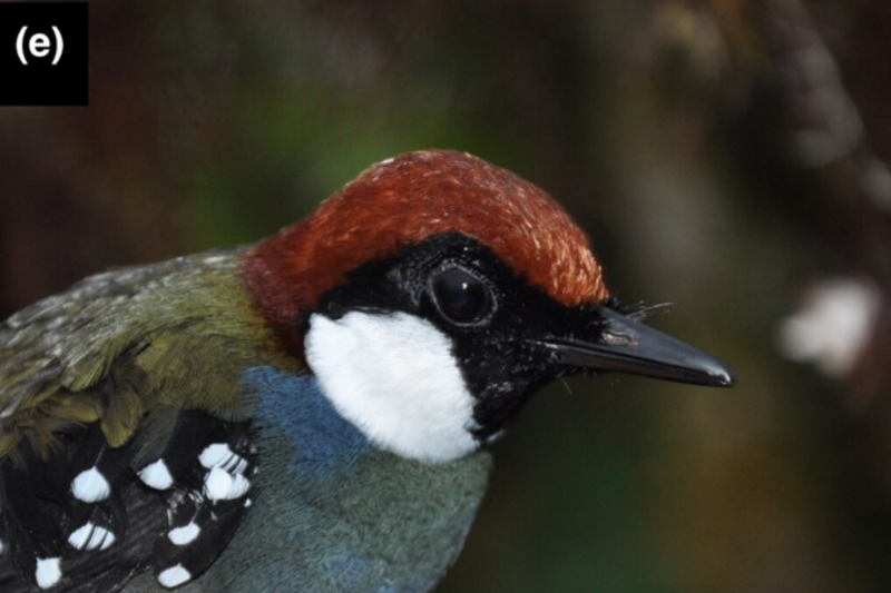 Spotted Jewel-babbler (Ptilorrhoa leucosticta) photo