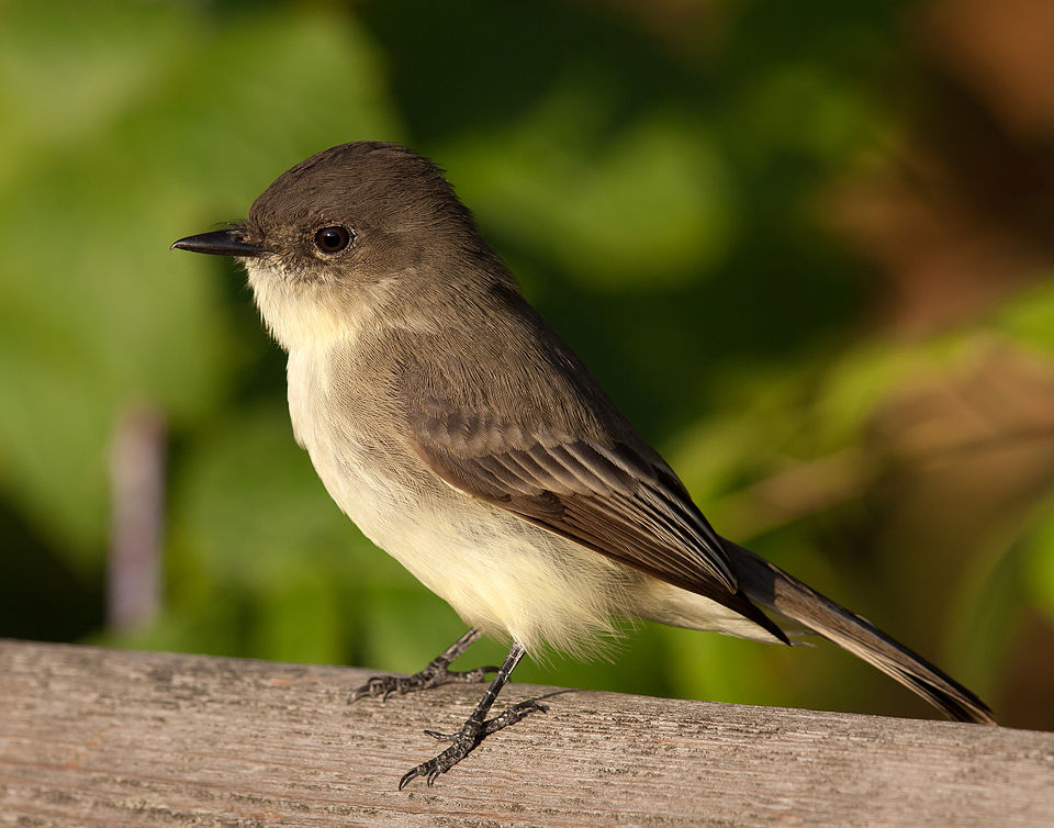 Eastern Phoebe (Sayornis phoebe)