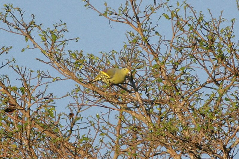 Sumba Green-Pigeon (Treron teysmannii) photo