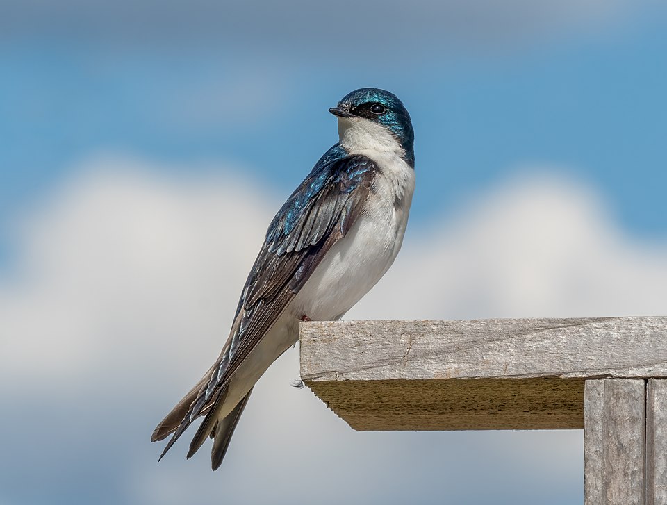 Tree Swallow (Tachycineta bicolor)