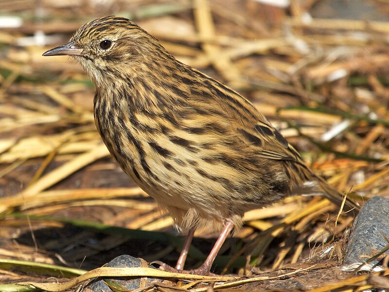 South Georgia Pipit (Anthus antarcticus) photo