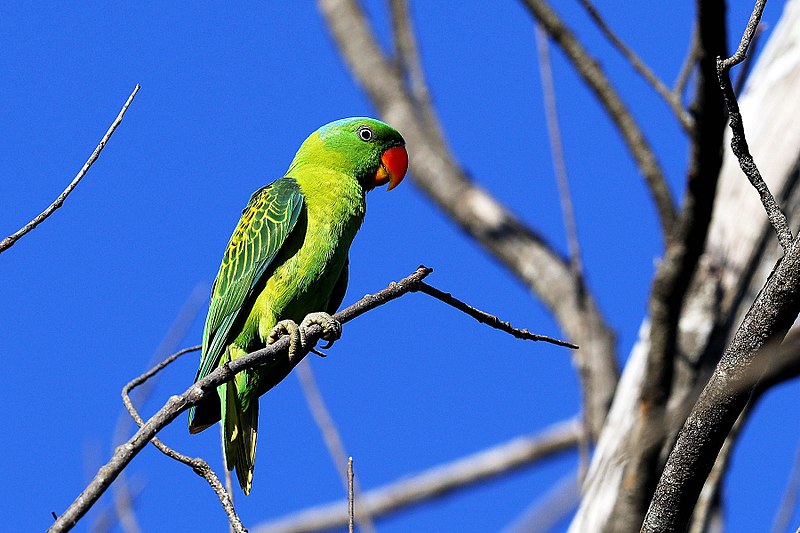 Blue-naped Parrot (Tanygnathus lucionensis) photo