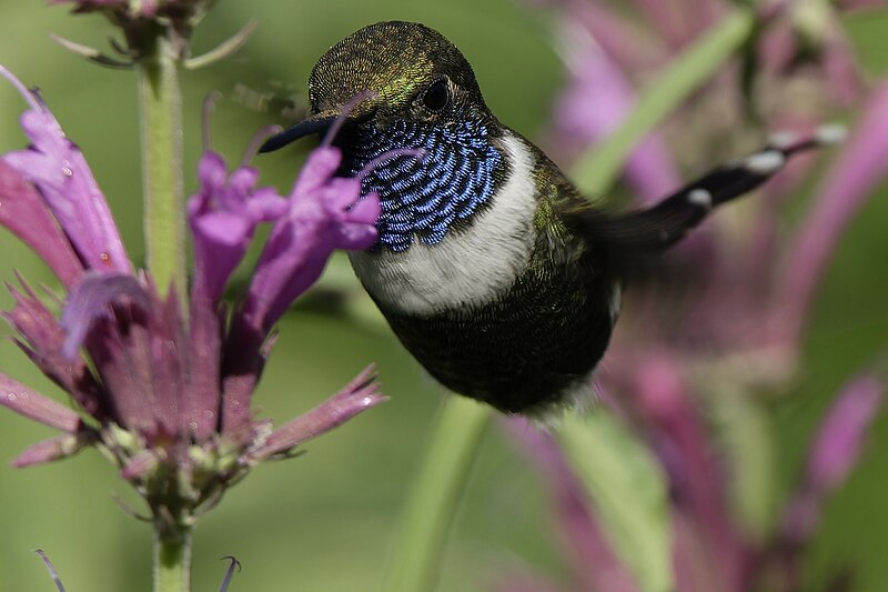 Sparkling-tailed Hummingbird (Tilmatura dupontii) photo