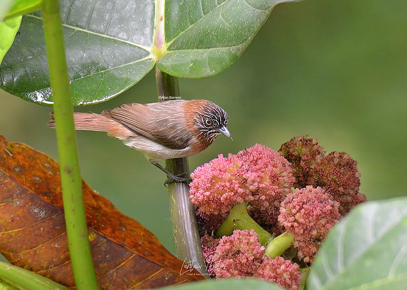 Mindanao Pygmy-Babbler (Dasycrotapha plateni) photo