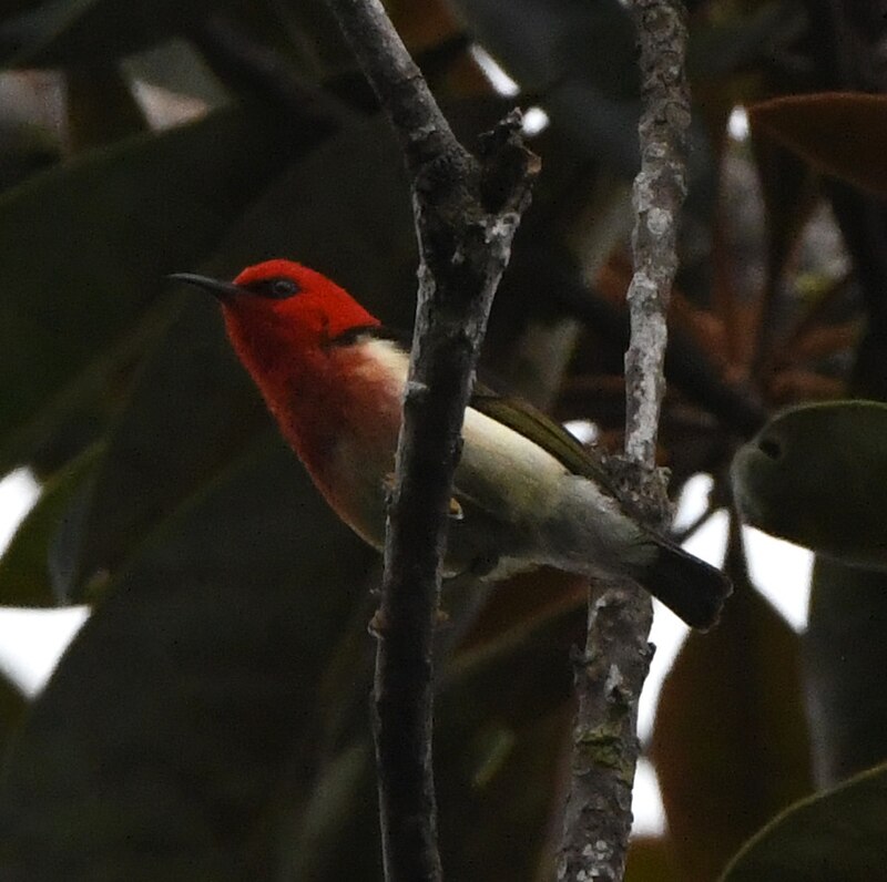 New Caledonian Myzomela (Myzomela caledonica) photo