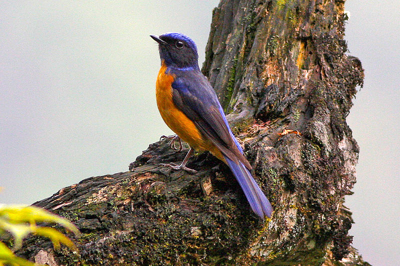 Chinese Vivid Niltava (Niltava oatesi) photo
